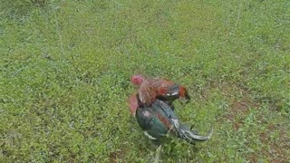 the appearance of wild chickens in the forest that are almost extinct
