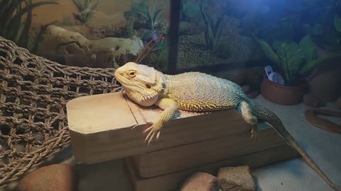 Bearded Dragon Sleeping | Cute Animal/Pet/lizard