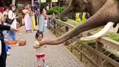 Elephant Video __ Elephant Shorts __ Fanny Elephant __ Natural Scenes 4k #shorts #short #viral