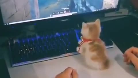 Cute and Funny Cat Playing pubg