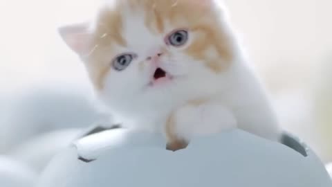 Cute cat 😺 Funny Video