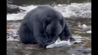 bear hunted his salmon