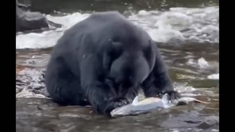 bear hunted his salmon