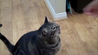 Huge cat high-fives for treats