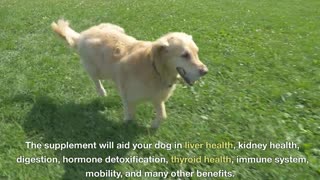 Want to keep your dog healthy and happy? MUST WATCH THIS!