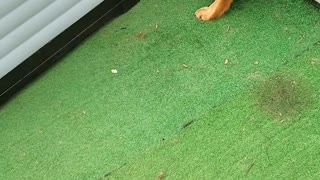 Dog Finds Surprise Under Dog House