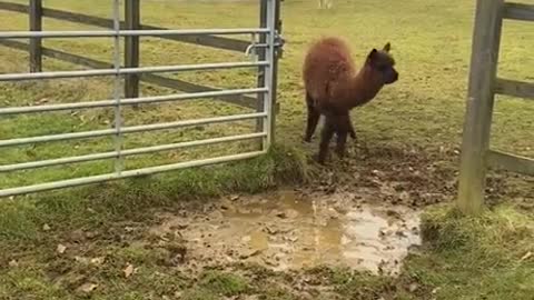 Adorable Alpaca avoiding water