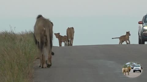 Tiny_Lion_Cub_Charges_A_Car_In_Kruger_National_Park