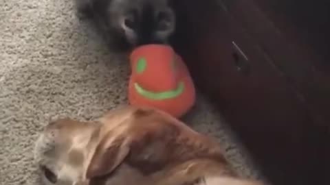 Funny cat 🐈 playing