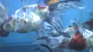 Calic kingyo fish swimming in the aquarium, they have spots and stripes! [Nature & Animals]