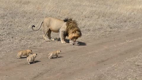 Lion dad attempts to flee his children