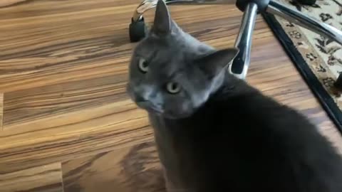 Black Cat funny video