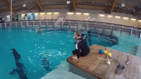 Training a dolphin differently