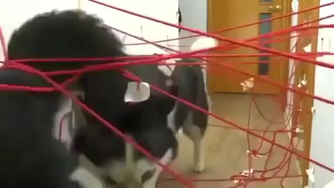 Funny husky dog video