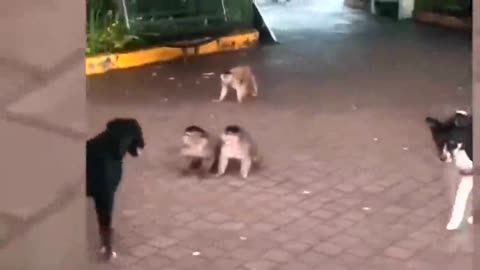 Animal Fight