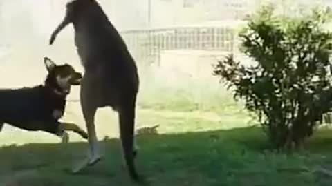 DOG VS KANGOROO