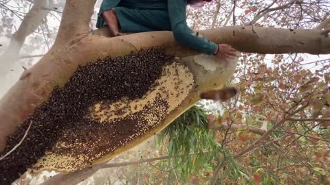 100 KG Organic Wild Honey Harvesting - Biggest Honeycomb Harvesting in Forest - Village Food Secrets