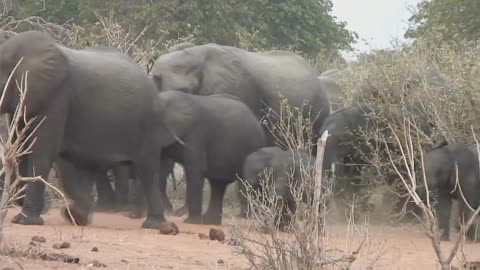 Breathtaking Video of Elephants in the Wild