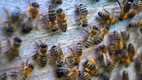 BEAUTIFUL BEES COLLECT WITH THEIR swarm