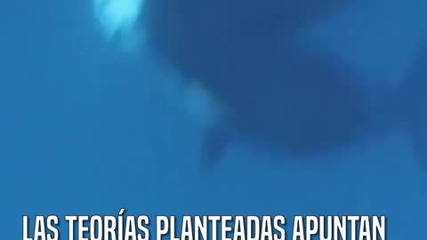 Tres tiburones blancos Han aparecido en la costa de Sudáfrica