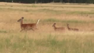 A Whitetail Doe Deer and Twin Fawns Running Through Tall Grass