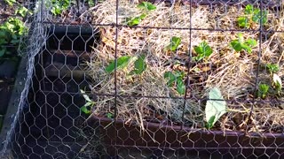 Growing Strawberries... They Need Protection!