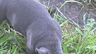 Blu Discovers Water For the First Time