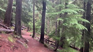 Oregon – Mount Hood National Forest – Exploring the Forest Foothills of Mount Hood – 4K