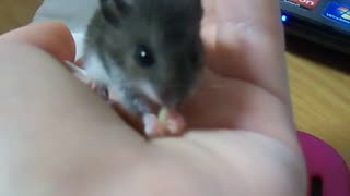 Baby Mouse Nibbles on Food