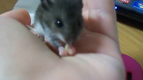 Baby Mouse Nibbles on Food