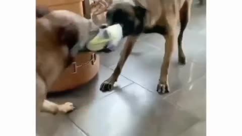 Two dogs fighting for ball on beats. Watch till end ❤️