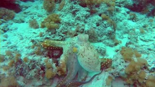 Octopus changes color - HD video - Part 5