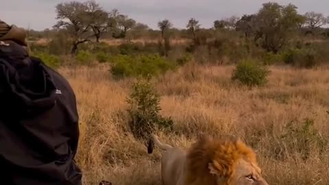 The brave man in the field in front of loin