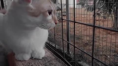 spendtimetogether#cat#cutecat#catlover#mustwatch#猫#catfunny#shorts#tiktok#neko