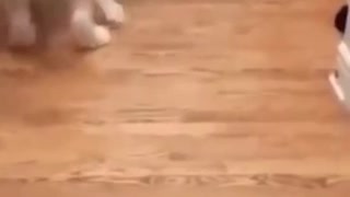 💞😆Cats and dogs fighting very funny😂|| Try not to laugh ||#shorts