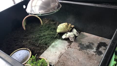 Indoor tortoise care for Mediterranean - pet setup enclosure tips - natural modern keeping methods-4