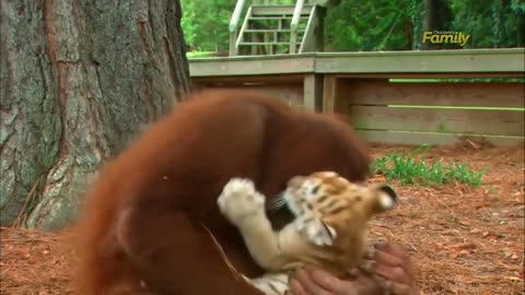Orangutan Bay Sits Tiger Clubs! Incre