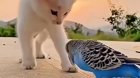 My Kitty Playing with My parrot