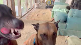 Belgian Malinois Dog Is Checking For Leftovers In Other Dog's Mouth