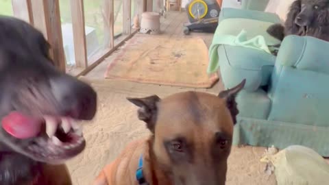 Belgian Malinois dog checking for leftovers in other dogs mouth.