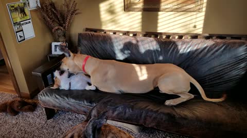 Great Dane and Parson Russell Terrier puppy wrestling