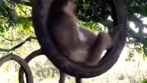 Funny monkey video #fun#monkey#trees