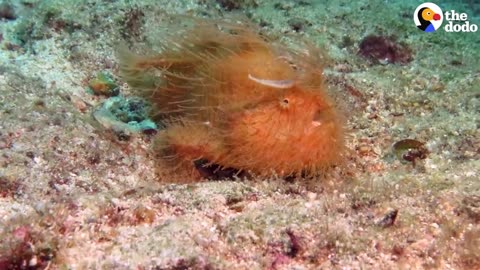 Meet The Hairy Frogfish