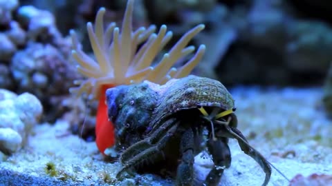 The Top 5 Most Fascinating Symbiotic Relationships in the Animal Kingdom