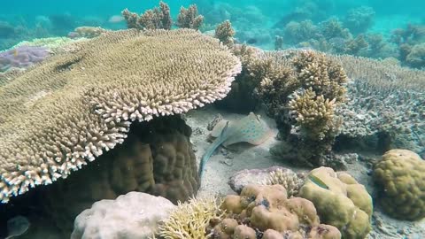 Sting Ray Fish Marine Ray Underwater Sting Wild