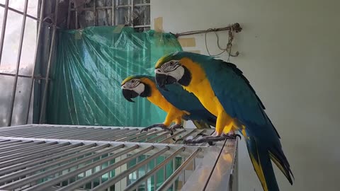 Macaws Behave 🦜🦜