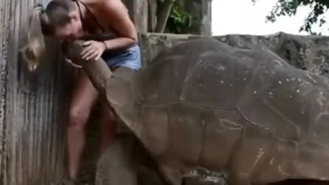 Galapagos tortoise