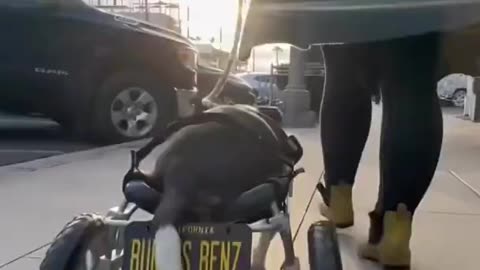 Dog gets custom wheelchair from MercedesBenz #mercedesbenz #dog