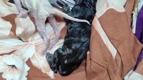 Cute kittens after critical delivery ।। Animal delivery, #Cute kittens, #funny animal