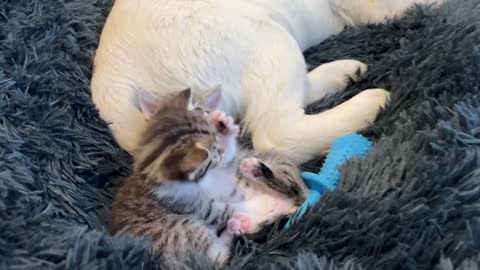 Tiny Kitten and Golden Retriever Puppy Cutest Friends